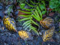 Braungelbe Blätter umrahmen einen Farnzweig